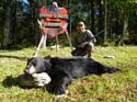 Black Bear Hunting Maine
